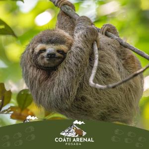 coati del arenal posada