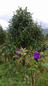 Bio Casa Colibrí Refugio de Montaña en Bogotá