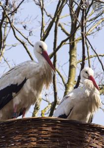 Maisons de vacances Gite, Jacuzzi/Sauna a Colmar : photos des chambres