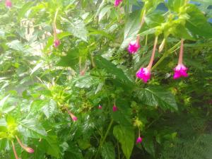 La rose des Bois - Ubytování bez kategorie ve městě Saint-Louis