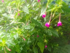 La rose des Bois - Le Ruisseau