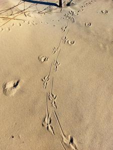 Villas Villa elegante a Biscarrosse avec piscine privee : photos des chambres