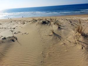 Villas Villa elegante a Biscarrosse avec piscine privee : photos des chambres