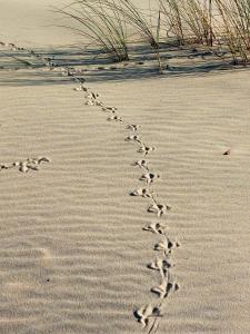 Villas Villa elegante a Biscarrosse avec piscine privee : photos des chambres