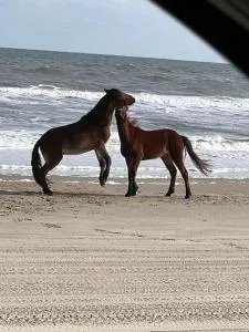 Wild Horse Inn - إليزابيث سيتي