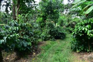 Madhuvana Homestay Coorg
