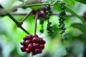 Madhuvana Homestay Coorg