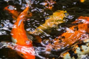 Botanic Bliss Living in Kingston