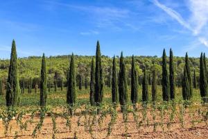 Maisons de vacances Maison Clair de Lune : photos des chambres