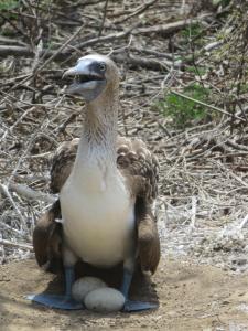 Hotel Nantu Hostería
