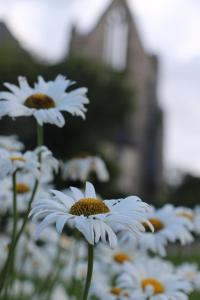 Appartements Gite Le Bolzen : photos des chambres
