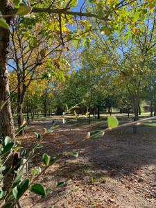 El Camino Viejo Cabañas