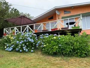 Hortensias de Panitao - Maullín