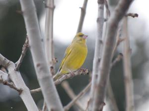 Charmant T2, 4 pers, cuisine équipée, parking, Font-Romeu - FR-1-580-41