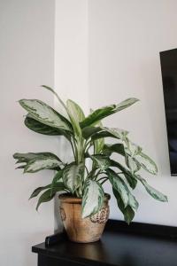 Apartament Planty 16C