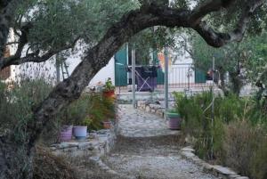 Haus mit Pool im Olivenhain
