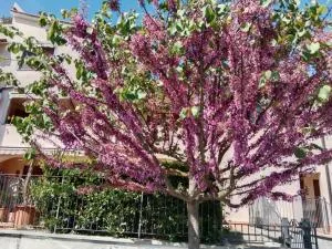 Via della musica - Campestri