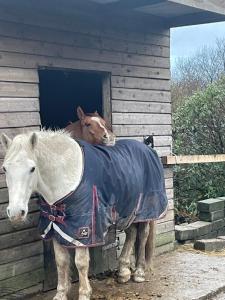 Letterfrack Farmhouse on equestrian farm in Letterfrack beside Connemara National Park
