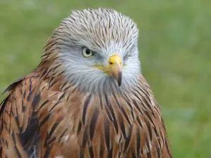 U FILANCIU - Vetricella