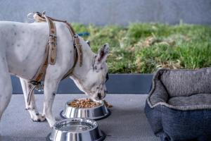 Stadía Suites Querétaro Centro Histórico