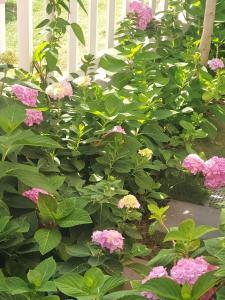 Carot villa Novaworld Phan Thiet