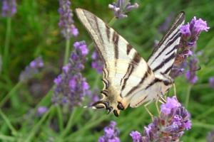 Maisons de vacances Les Messugues typical Provencal farmhouse with shared pool nature peace : photos des chambres