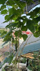 Nhà nghỉ Hoàng Lan