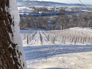 Domki Na Winnicy - Winnica Talaska