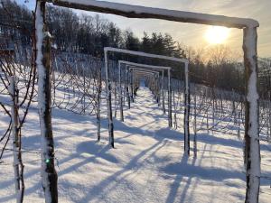 Domki Na Winnicy - Winnica Talaska