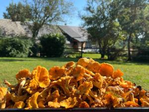 Ferme pleine nature en Corrèze