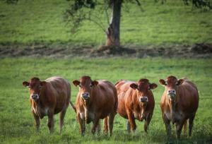 Ferme pleine nature en Corrèze