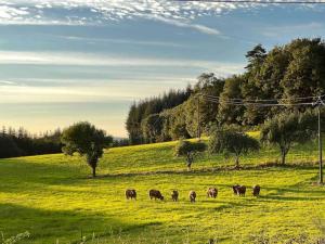 Maisons de vacances Ferme pleine nature en Correze : photos des chambres