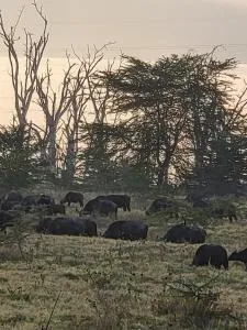 G&G Executive Homes Pipeline Nakuru - Mbaruk