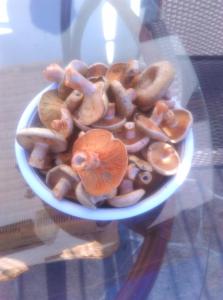 Agroturystyka nad Wdą