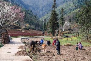 Phố Bảng Homestay
