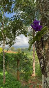 Pousada Pato Mergulhão