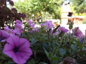 IL Noce ALGHERO img37