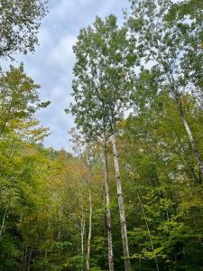 Rustic Cabin in Maine Woods-The Beech