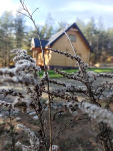 Drewniany dom na skraju lasu U Pana Szeptuna