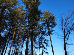 Secret Wellness Boszicht