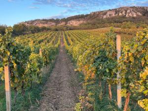 Apartmány Mikulovské zahrady