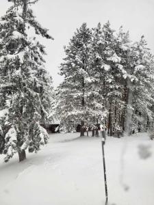 Zlatibor MAU