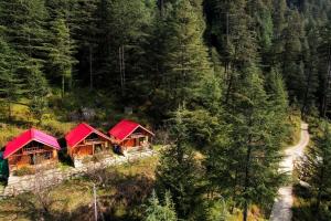 Himalayan Cedar Nest