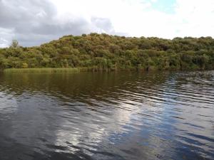 La sombra del lagarto