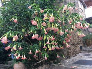 Appartements Studio Liege, vue mer au village de Bormes les Mimosas : photos des chambres