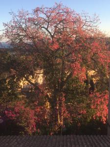 Appartements Studio 3 pers coeur de village Bormes les Mimosas : photos des chambres