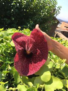 Appartements Studio 3 pers coeur de village Bormes les Mimosas : photos des chambres