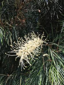 Appartements Studio 3 pers coeur de village Bormes les Mimosas : photos des chambres