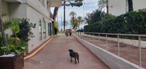 Beautiful Menton apartment Les Sablettes