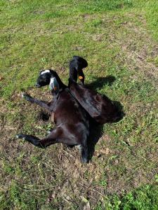 Siedlisko pod dębem Kalnik